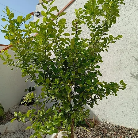 Casa Pipere 아파트